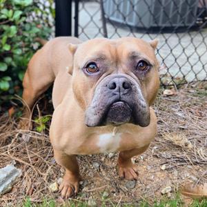 Bullfrog, Pit Bull Terrier, young, available for adoption