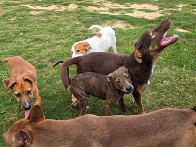 A group of dogs playing on a grassy field.