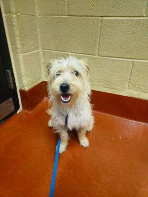 Benji, Mixed Breed, young, available for adoption