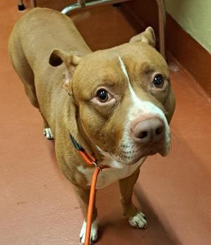 Buford, Mixed Breed, adult, available for adoption