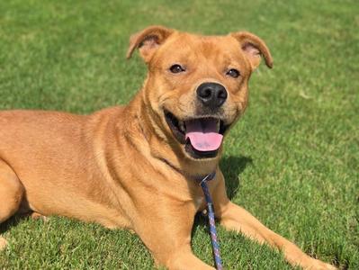 A brown dog with a happy expression lying on green grass.