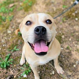 A light brown dog with its tongue out, looking up at the camera.