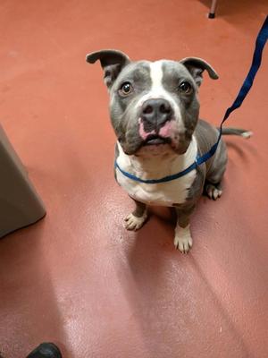 Bruce, Pit Bull Terrier, adult, available for adoption