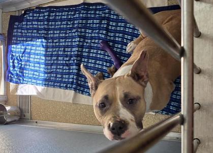 Quest, Pit Bull Terrier, adult, available for adoption