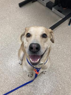 A happy yellow labrador retriever looking up at the camera with a blue leash around its neck.