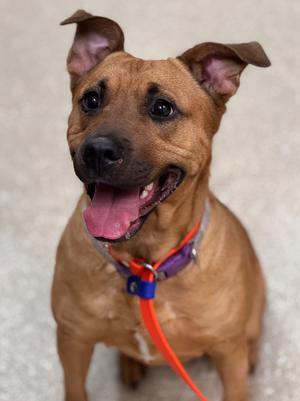 Star, Shepherd/Mix, young, available for adoption