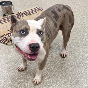 A brown and white dog with blue eyes standing on a concrete floor.