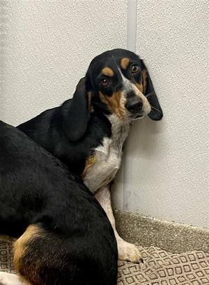 Arizona, Beagle, adult, available for adoption
