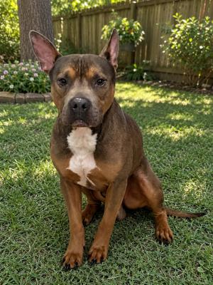 A brown and white dog sitting on a grassy lawn with a wooden fence in the background.