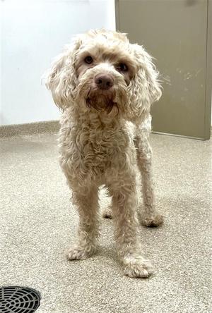 A light-colored, curly-haired dog standing on a carpeted floor