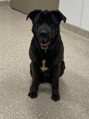 Millie, Shar Pei/Labrador Retriever, adult, available for adoption