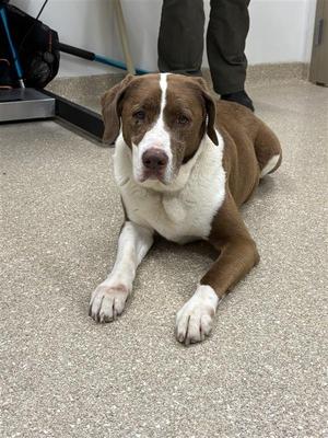 Sadie, Hound/Mix, senior, available for adoption