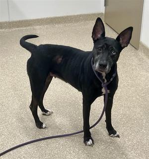 Nova, Husky/Mix, adult, available for adoption