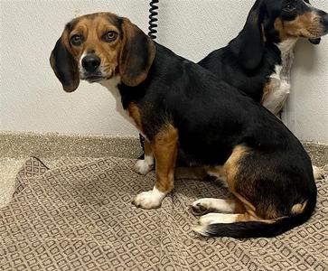 Willa, Beagle, adult, available for adoption