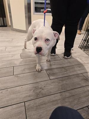 A white dog with a blue leash standing on a wooden floor, looking up at the camera.