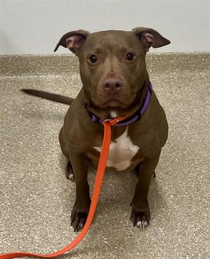 ❤️ Riva ❤️, Retriever/Mix, adult, available for adoption