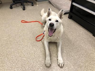 A happy, white dog with an orange leash lies on a speckled floor, facing the camera with its mouth open.