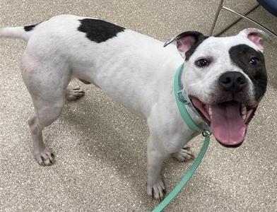 A white dog with black spots on its back and face, wearing a green collar and leash, standing on a concrete floor with its mouth open and tongue out.