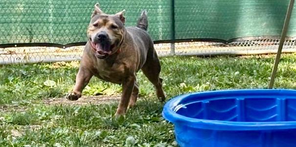 Anime, American Bulldog/Mix, senior, available for adoption