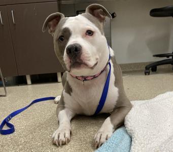 Sasha, Pit Bull Terrier, adult, available for adoption