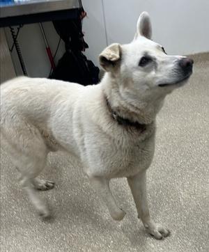 Bones, Shepherd, adult, available for adoption