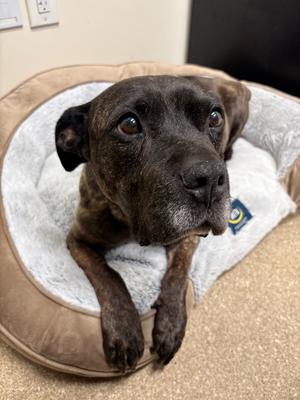 Coco, Staffordshire Bull Terrier, senior, available for adoption
