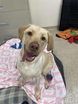 Mavis, Labrador Retriever, adult, available for adoption