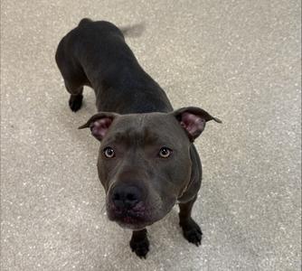 Sugar Pie, Mixed Breed, adult, available for adoption