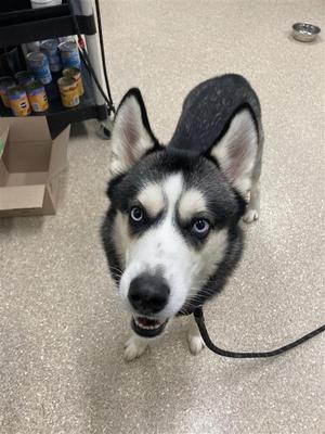 Loki, Husky, adult, available for adoption