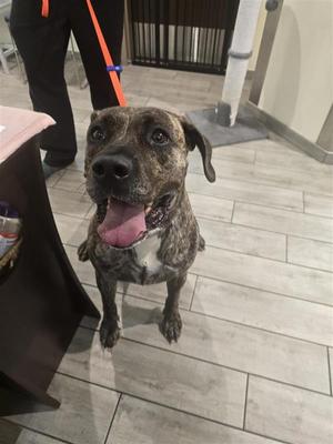 Khaos, Presa Canario, adult, available for adoption