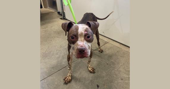 A brown and white dog with a green leash standing on a concrete floor.