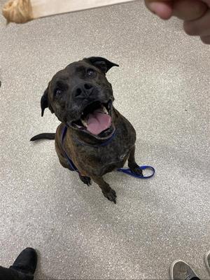 A brindle pit bull dog sitting on a speckled floor with its mouth open and tongue out, looking up.