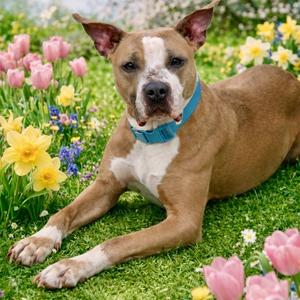 Nyla, Pit Bull Terrier, adult, available for adoption