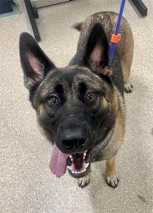 Cheesesteak, German Shepherd Dog, young, available for adoption