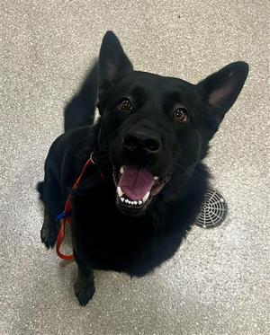 Max, German Shepherd Dog, adult, available for adoption