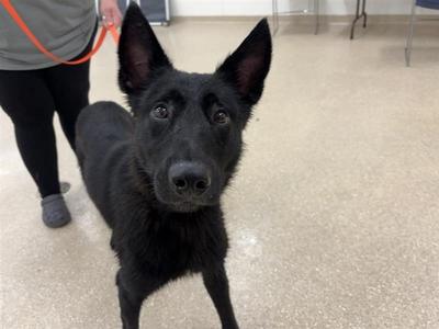 Cutty, German Shepherd Dog/Belgian Shepherd Malinois, adult, available for adoption