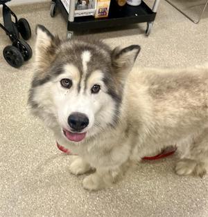 A fluffy husky dog with striking blue eyes and a black and white coat is sitting on a carpeted floor. The dog has a red collar and is looking directly at the camera with a happy expression. In the background, there is a black cart with wheels and some items on it.