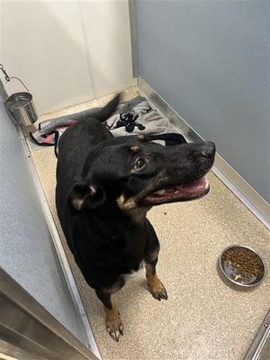 Shadow, German Shepherd Dog, adult, available for adoption