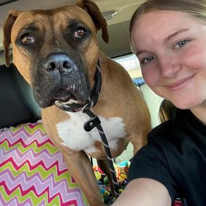 Ali, Boxer, adult, available for adoption