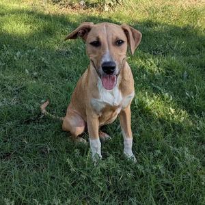 A brown and white dog sitting on a grassy lawn, looking directly at the camera with its mouth open and tongue out.