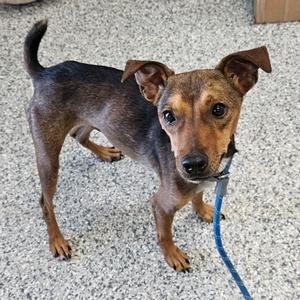 Spooky, Pinscher, Miniature, adult, available for adoption