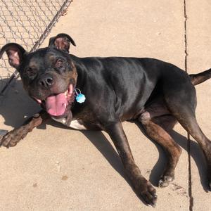 Nelson, Terrier, Pit Bull, senior, available for adoption