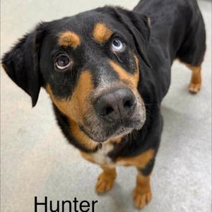 Hunter, Rottweiler, adult, available for adoption