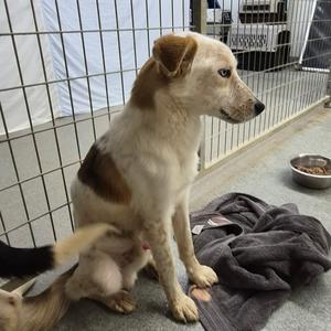 Camp, Mixed Breed (Medium), adult, available for adoption