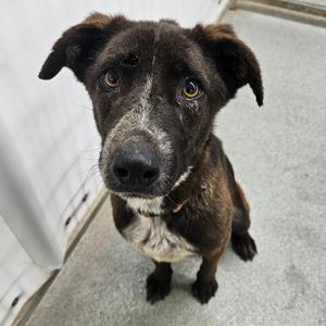 Opal, Catahoula Leopard Dog, adult, available for adoption