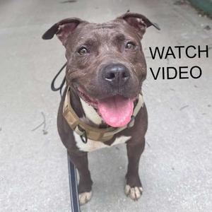 A brown pit bull type dog wearing a harness, looking at the camera with its tongue out. Text on the right side says "WATCH VIDEO".