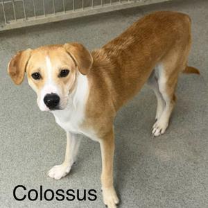 Colossus, Mixed Breed (Medium), young, available for adoption