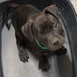 A black puppy with a green collar standing in a metal tub.