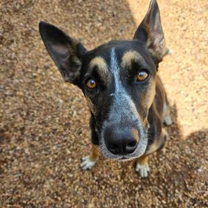 Tex, Shepherd, German, adult, available for adoption
