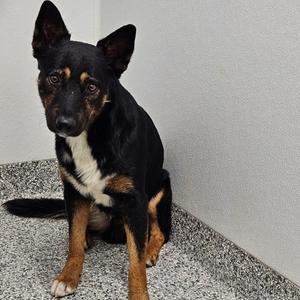 Falcon, Shepherd, German, adult, available for adoption